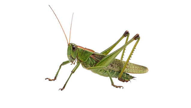 Green grasshopper insect crawling sideways view isolated on transparent background
