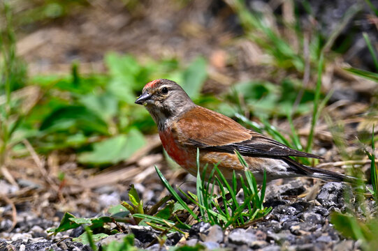 Bluth&auml;nfling - M&auml;nnchen // Common linnet - male (Linaria cannabina)
