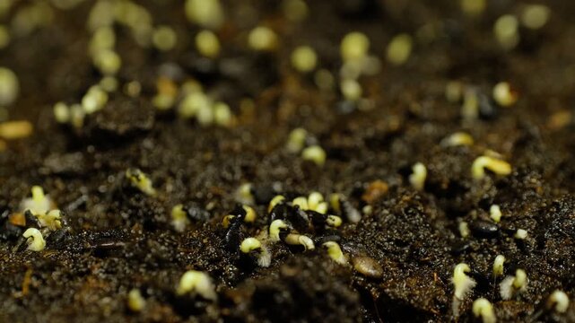 Macro time-lapse of a young sprout emerging and unfolding leaves in soft light.