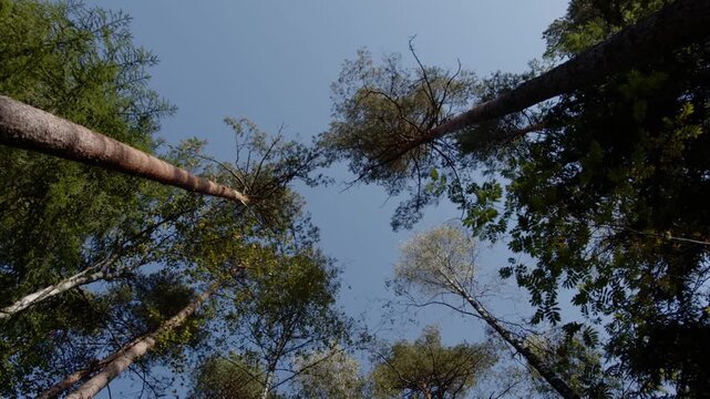 Looking upward at tall pine trees against blue sky