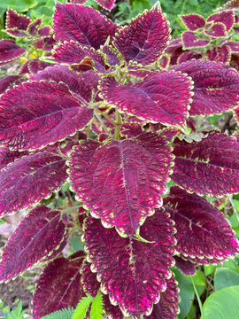 Close up of vibrant purple coleus leaves with intricate colorful patterns and natural foliage texture.