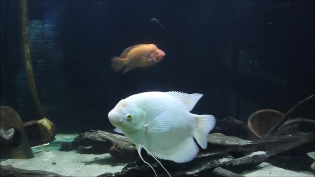 beautiful gourami fish moving swiftly in aquarium