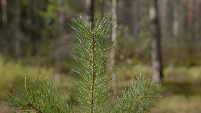 Young pine tree growing naturally in forest