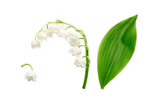 Delicate white lily of the valley flowers with a vibrant green leaf isolated on a transparent background perfect for spring designs and elegant botanical compositions beautiful arrangement