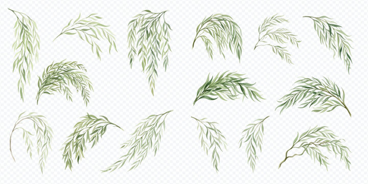 Set of hand drawn watercolor willow branches with green leaves isolated on white background.