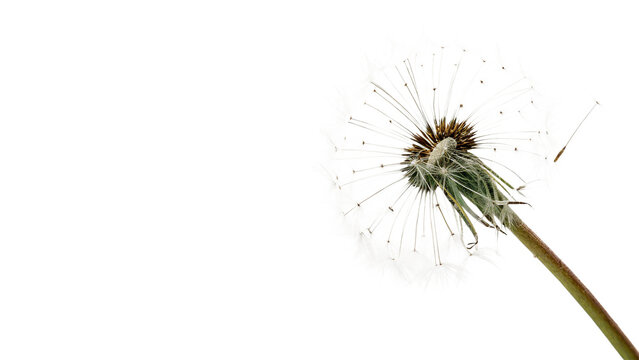 Single dry dandelion seed head fluff stem seasonal summer wildflower isolated nature