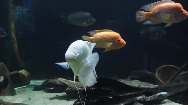 Beautiful white albino giant gourami fish in public aquarium