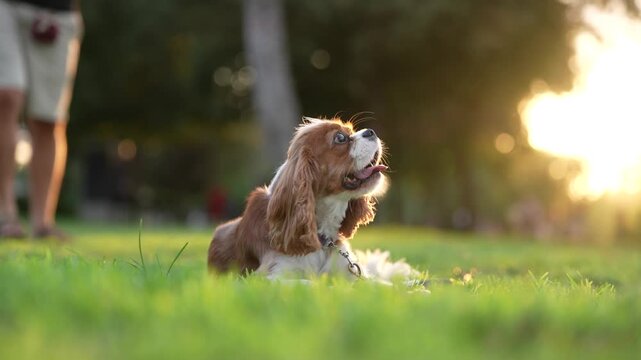 Slow motion close-up of a happy Cavalier King Charles Spaniel dog panting and lying on green grass at golden hour sunset