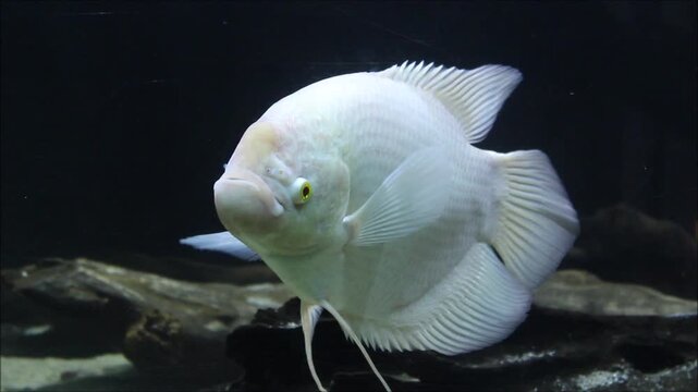 Beautiful white albino giant gourami fish in public aquarium