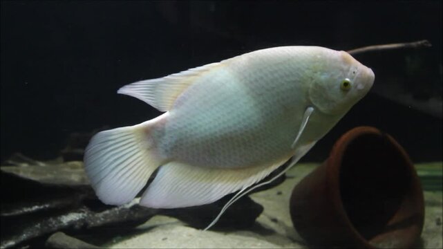 Beautiful white albino giant gourami fish in public aquarium