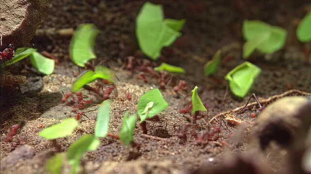 Leafcutter ants meticulously carry green foliage fragments back to their colony