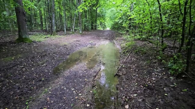 Muddy forest path with long water puddle winding through dense green trees and lush foliage in a natural woodland environment, showcasing a wet outdoor trail condition.