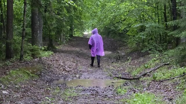 Person walking vibrant purple rain poncho muddy path dense green forest wet day, water puddles reflecting overcast sky, lush foliage surrounds path.