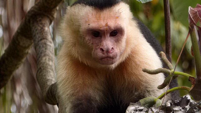 Close-up of a white-faced capuchin monkey in lush green jungle foliage