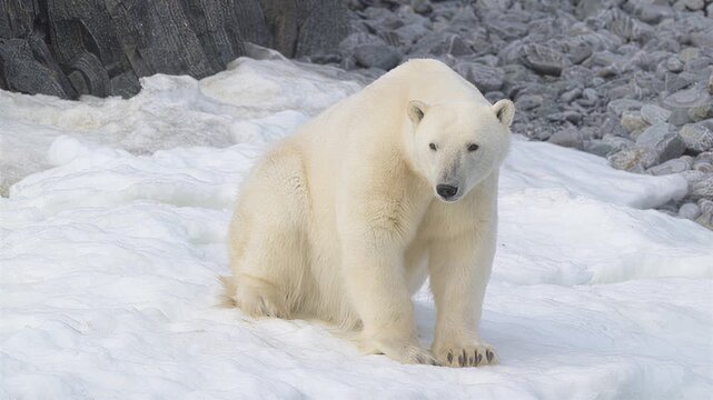 Majestic polar bear stands on icy terrain with rocky background