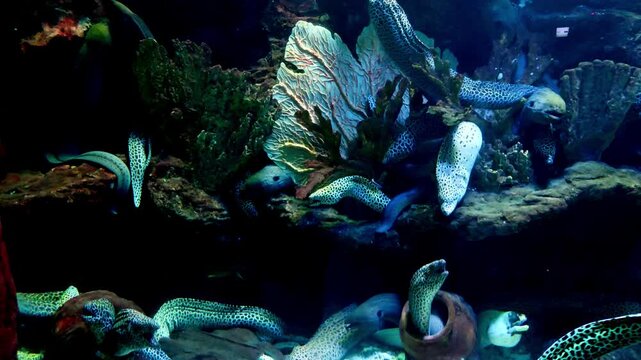 Gymnothorax is a genus of fish in the family Muraenidae found in Atlantic, Indian and Pacific Ocean. With more than 120 species, it the most speciose genus of moray eels.
