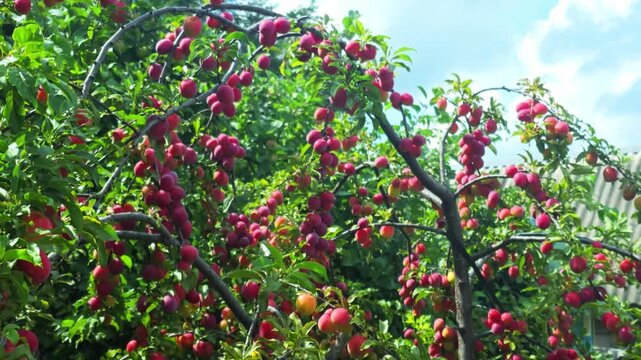 Vibrant display of numerous ripe red plums hanging abundantly from branches of a lush green plum tree under bright summer sky, showcasing bountiful harvest