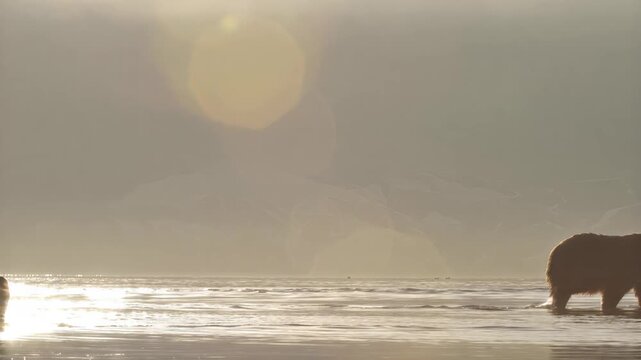 Silhouetted bears wading through shallow water at sunrise with sun flares