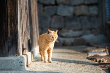 Ginger tabby cat standing beside a wooden door © 鷹矢 安達