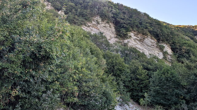Fitta vegetazione boschiva su un versante montano con pareti di roccia e calanchi affioranti