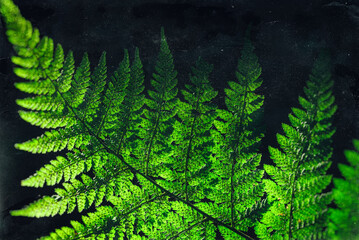 LANDSCAPES OF NATURE - Forest fern in the sunlight (In the style of analog photography) © Wojciech Wrzesień