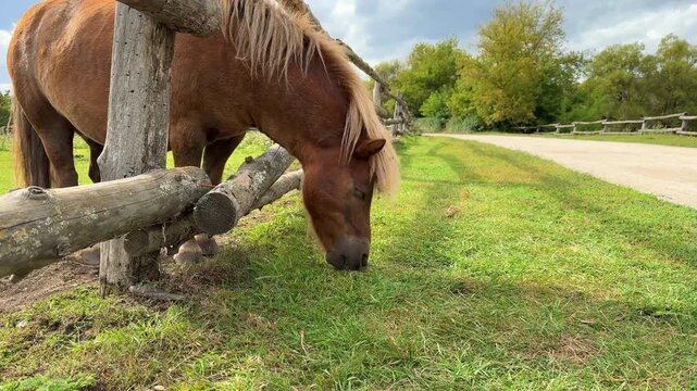 A small brown pony is nibbling on the lush green grass in the farmyard.
