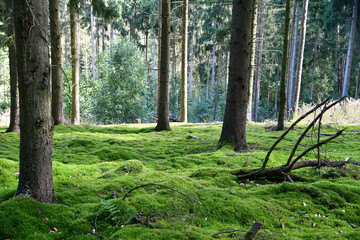 Waldlandschaft © Fiedels