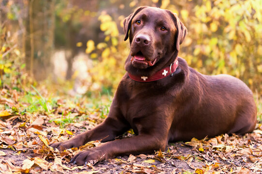 Labrador Retriever im herbstlichen Park
