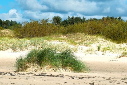 Sandy dunes with green marram grass tussock on the beach, wild coastal shrubs and trees under blue cloudy sky. Baltic sea coast landscape.
