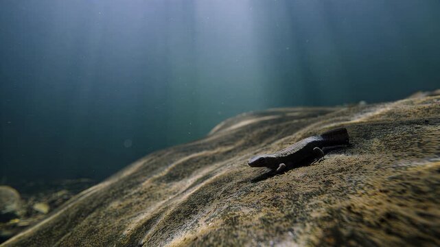 Underwater newt basking on sandy riverbed with sunbeams filtering through water