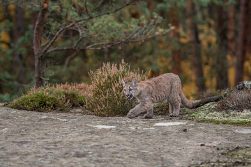Cougar (Puma concolor), also commonly known as the mountain lion, puma, panther, or catamount. is the greatest of any large wild terrestrial mammal in the western hemisphere. © vaclav