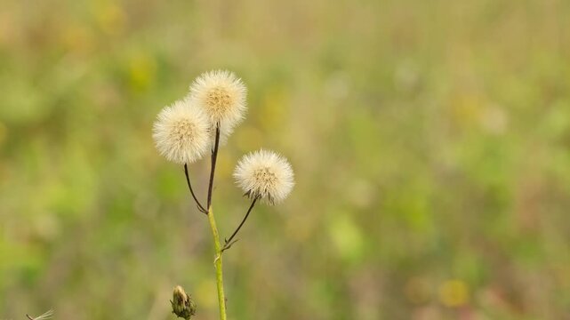 Fluffy hawkweed seed heads in a autumn meadow.	

