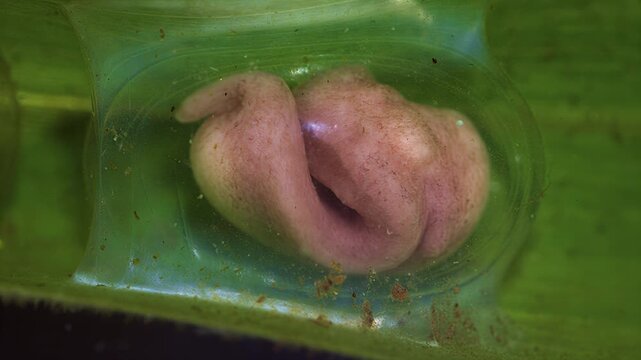 Close-up view of a developing tadpole inside its jelly-like egg sac on a leaf