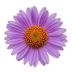 Obraz premium Single beautiful purple daisy flower with yellow center