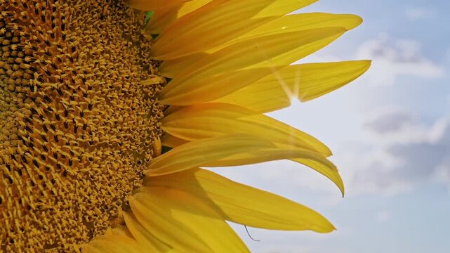 Sunflower closeup shows golden petals illuminated by sunlight against blue sky. Crop imagery connects with farming education, rural promotion, food production themes and sustainable nature content.