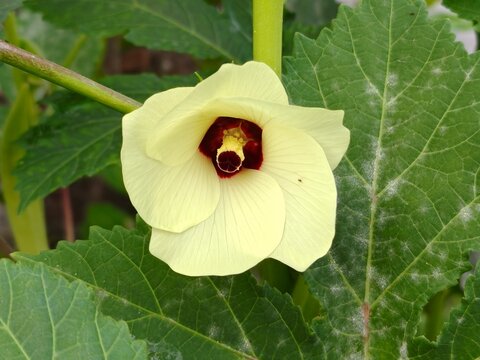 Okra flower and pod (Abelmoschus Esculentus). Close up of yellow Lady's Fingers flower. Okra plant