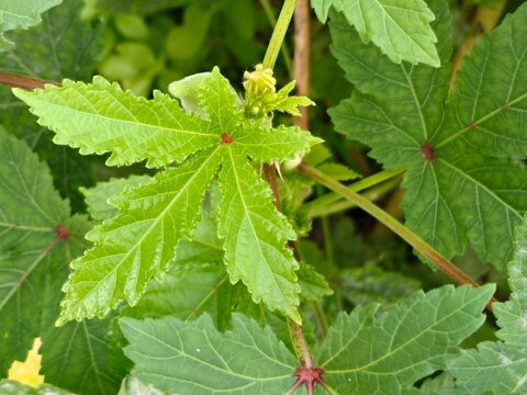 Okra leaves in a garden (Abelmoschus Esculentus). Okra plant