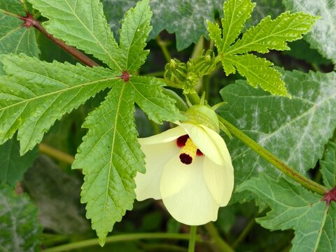 Okra flower and pod (Abelmoschus Esculentus). Close up of yellow Lady's Fingers flower. Okra plant