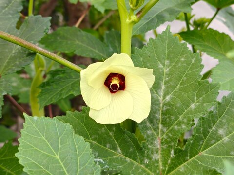 Okra flower and pod (Abelmoschus Esculentus). Close up of yellow Lady's Fingers flower. Okra plant