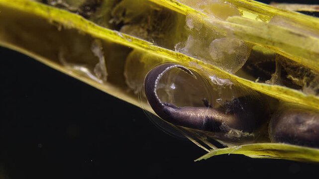 Macro view of a tadpole developing inside its egg sac amidst aquatic vegetation