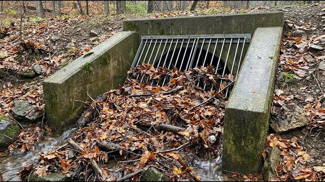 concrete headwall and metal trash rack accumulating fallen leaves at a blocked culvert entrance during muted daylight