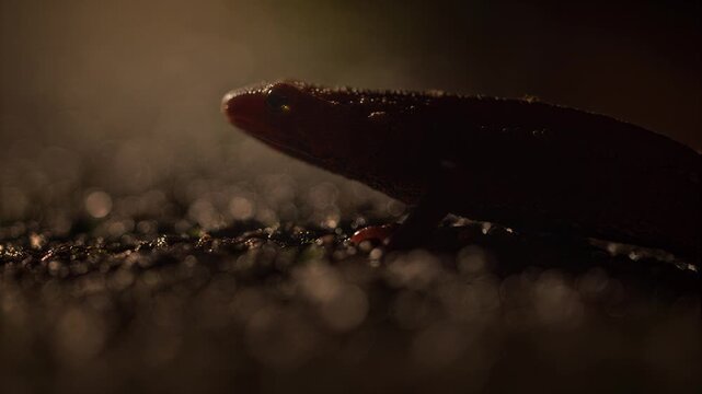 Close-up of a snake's head emerging from the shadows with water droplets
