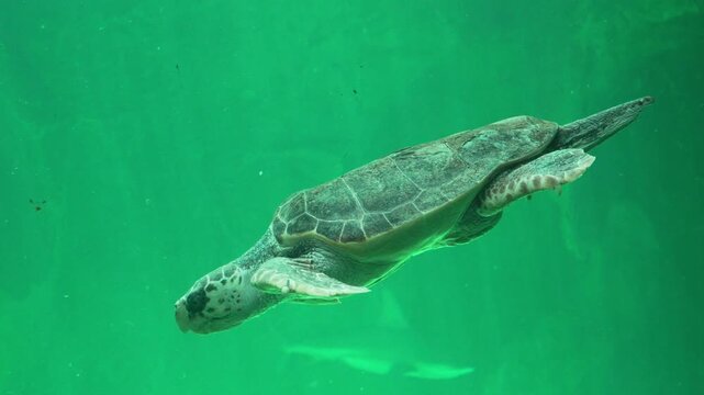 Graceful sea turtle swimming underwater in green water