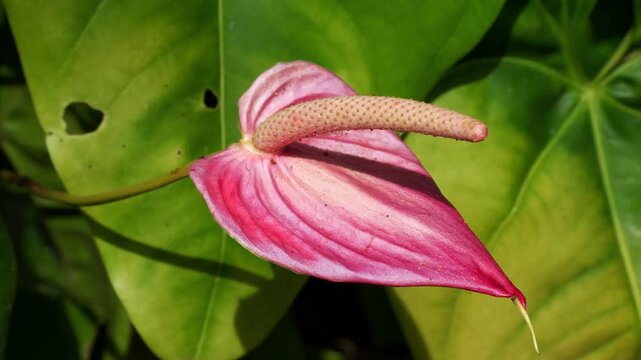 Macro static shot of a vibrant pink and white Anthurium flower spathe with its upright spadix illuminated by bright natural sunlight against lush green foliage.