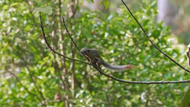 Medium shot tracking a plantain squirrel (Callosciurus notatus) as it scurries, balances, and navigates along a slender curved branch in the canopy toward broad green leaves.