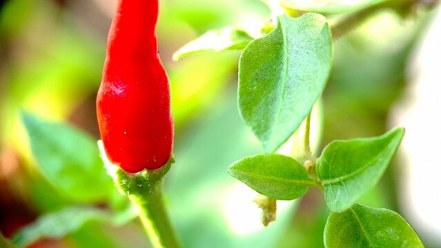 A single ripe red chili pepper sits on its stalk, Capsicum frutescens
