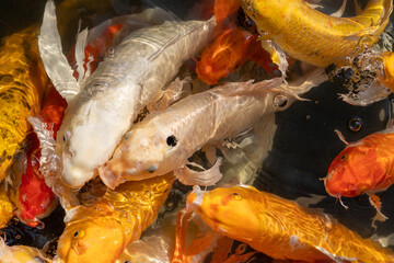 Colorful orange, white, and yellow koi fish swimming together near the water surface in a pond. © wannasak