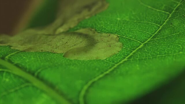 Extreme close-up of a green leaf with intricate vein patterns and a dry spot