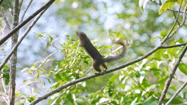Medium static shot of a plantain squirrel (Callosciurus notatus) pausing along an open tree bough in the canopy, sniffing the bark alertly, and swiftly bounding out of frame.