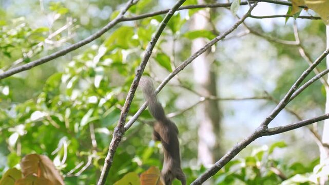 Low-angle medium shot of a plantain squirrel (Callosciurus notatus) sitting upright on a small branch tip, holding food in its paws and eating before scampering away.